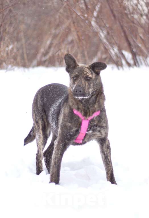 Собаки в Москве: Тигровая собака Ребека в добрые руки Девочка, Бесплатно - фото 4