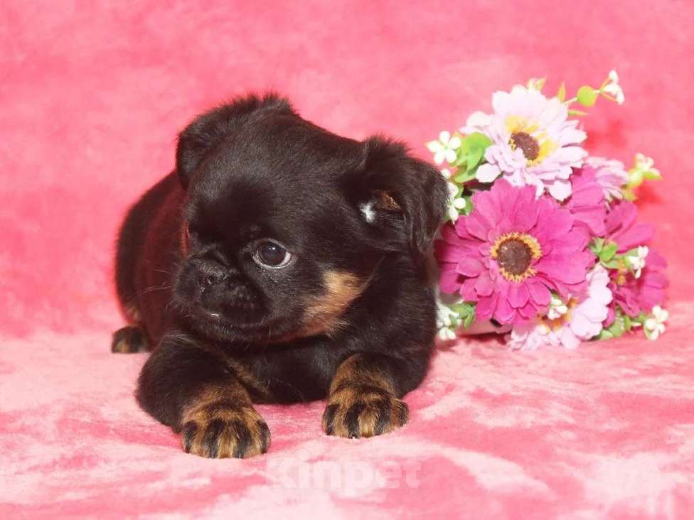 Собаки в Санкт-Петербурге: Красотка Девочка, 80 000 руб. - фото 6