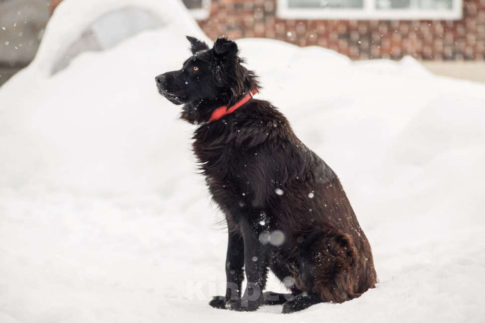 Собаки в других городах Московской области: Собака в добрые руки Девочка, Бесплатно - фото 7