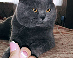 Кошки в Шелехове: Кот на вязку, 1 000 руб. - фото 1