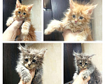 Кошки в Малмыже: Мейн-кун, 2 500 руб. - фото 4