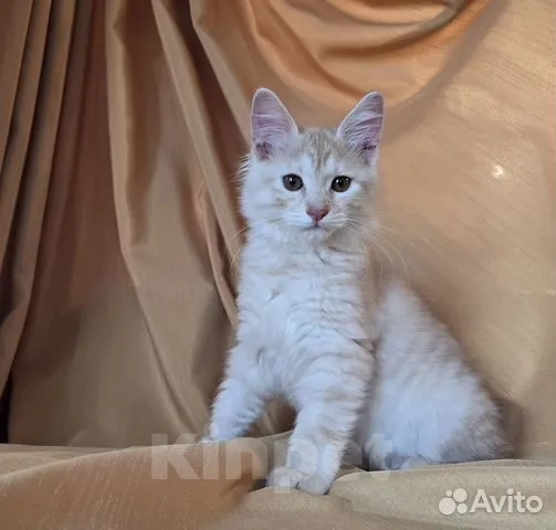 Кошки в Москве: Котенок курильского бобтейла Разнополые, 25 000 руб. - фото 2