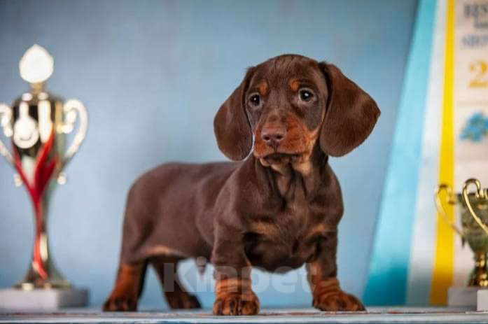 Собаки в Москве: Клубные щенки кроличьей таксы 100% Мальчик, 70 000 руб. - фото 3