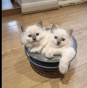 Малышки Рэгдолл 