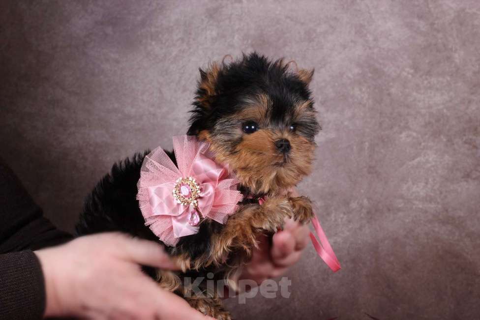 Собаки в Москве: Йоркширская курносая красотка РКФ Девочка, 80 000 руб. - фото 6