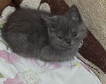 Кошки в Армавире: Мальчик котенок ищет дом Мальчик, Бесплатно - фото 1