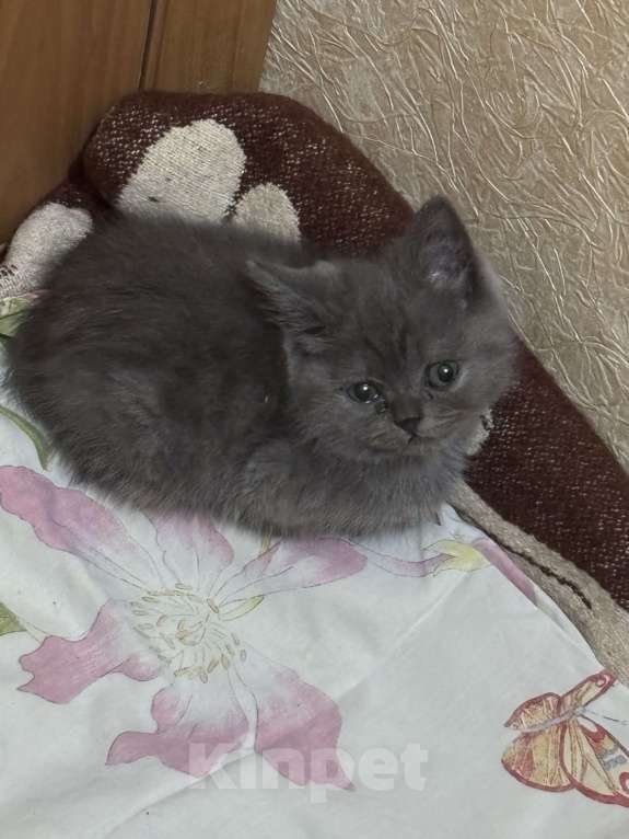 Кошки в Армавире: Мальчик котенок ищет дом Мальчик, Бесплатно - фото 1
