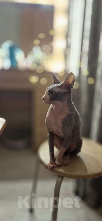 Кошки в Твери: Канадский сфинкс девочка Девочка, 13 000 руб. - фото 4