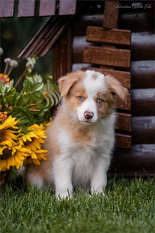 Щенок Бордер колли