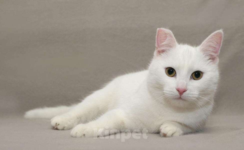 Кошки в Ливны: Белоснежный котенок Бантик ищет дом, Бесплатно - фото 1