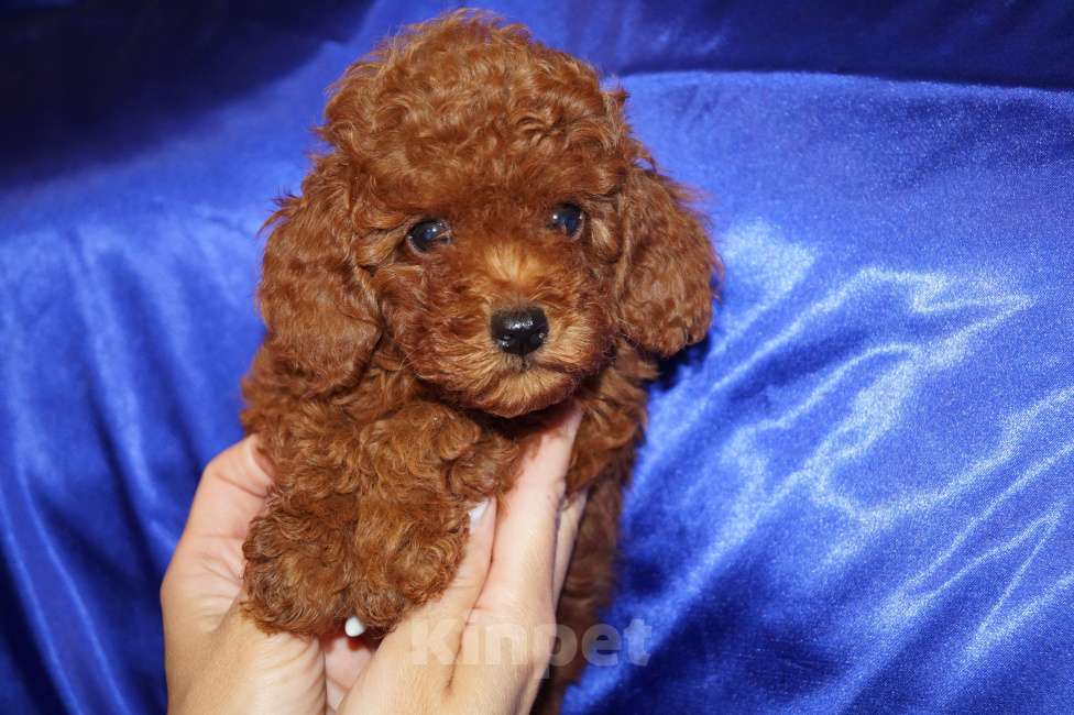 Собаки в Москве: Мальчик карликового пуделя- РКФ Мальчик, 65 000 руб. - фото 2