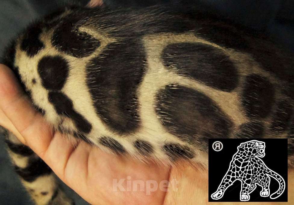 Кошки в Хабаровске: Бенгальский котенок. Профессиональный Питомник. Мальчик, Бесплатно - фото 1