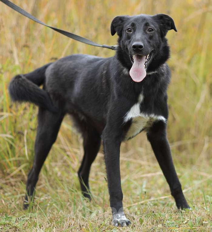 Собаки в Москве: Почему такой классный парень еще ничей Мальчик, Бесплатно - фото 3