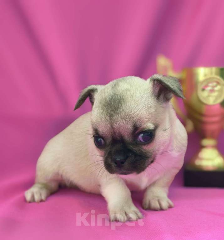 Собаки в Москве: Чихуахуа девочка гладкошерстная Девочка, 45 000 руб. - фото 2