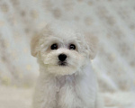 Собаки в Новосибирске: Бишон фризе. Мальчик, 110 000 руб. - фото 2