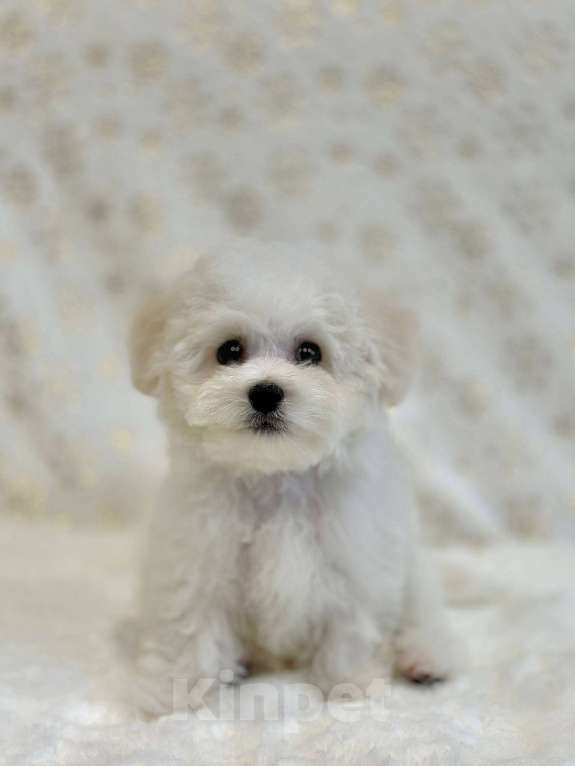 Собаки в Новосибирске: Бишон фризе. Мальчик, 110 000 руб. - фото 2