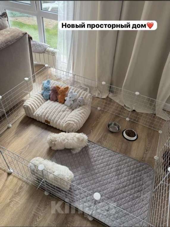 Собаки в Ставрополе: Продается(мальчик) Мальтийской болонки Мальчик, Бесплатно - фото 2