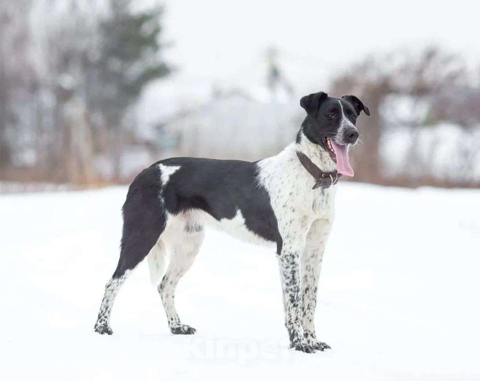 Собаки в Москве: Рик история надежды Мальчик, Бесплатно - фото 3
