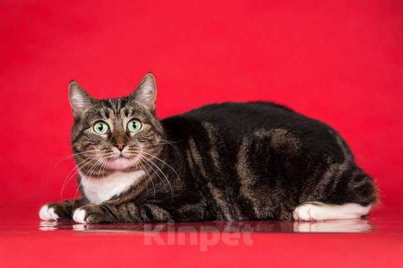 Кошки в Москве: Ручная кошка — красавица мраморного окраса Мия в дар Девочка, 1 руб. - фото 3