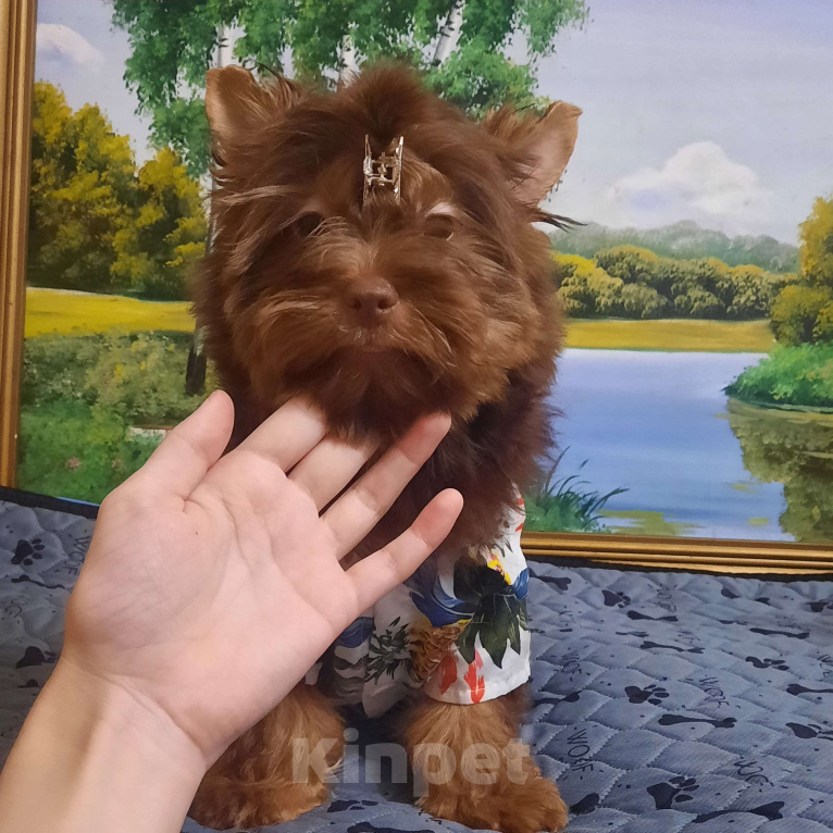 Собаки в Набережных Челнах: Лёвушка Мальчик, 40 000 руб. - фото 5