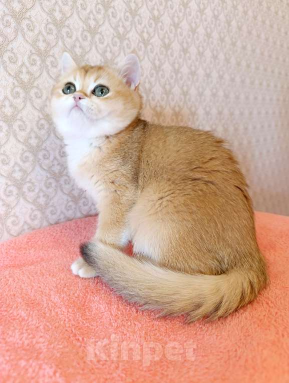 Кошки в Санкт-Петербурге: Золотая британская кошечка Девочка, 35 000 руб. - фото 3