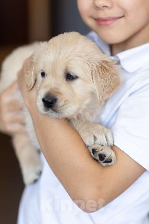 Собаки в Ярославле: Щенки золотистого ретривера Девочка, 70 000 руб. - фото 3