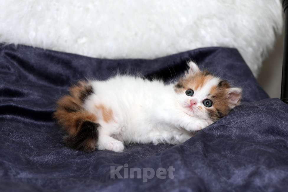 Кошки в Москве: Чудесная шотландская черепашка Девочка, 25 000 руб. - фото 10