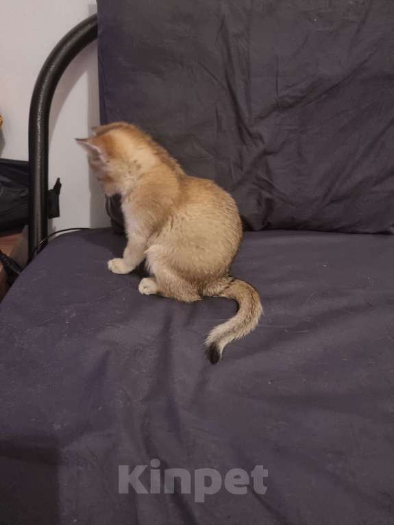 Кошки в Москве: Золотая шиншилла  Девочка, 20 000 руб. - фото 5