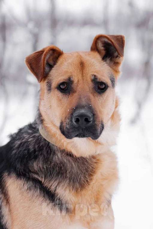 Собаки в Москве: Вайгар Мальчик, Бесплатно - фото 4