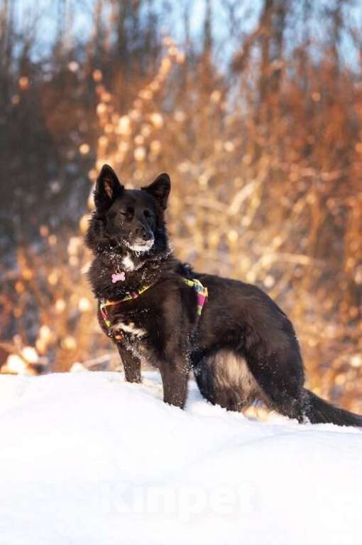 Собаки в Москве: Красавица Рита в добрые руки. Девочка, Бесплатно - фото 4