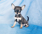 Собаки в Люберцах: Чихуахуа Хатика Девочка, 105 000 руб. - фото 1