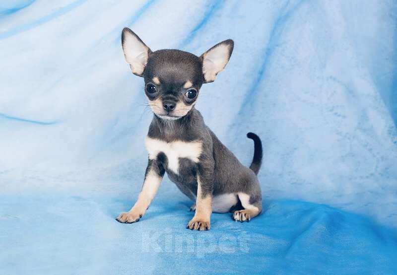 Собаки в Люберцах: Чихуахуа Хатика Девочка, 105 000 руб. - фото 1