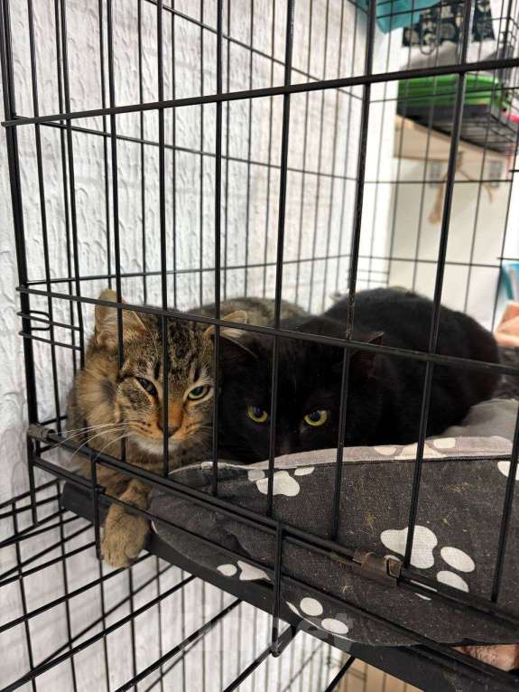 Кошки в Мурином: Спасенный котик со стройки Мальчик, Бесплатно - фото 3