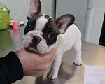 Собаки в Владикавказе: Продаются щенки Французского бульдога от родителей Интерчемпионов!!! Девочка, 90 000 руб. - фото 8