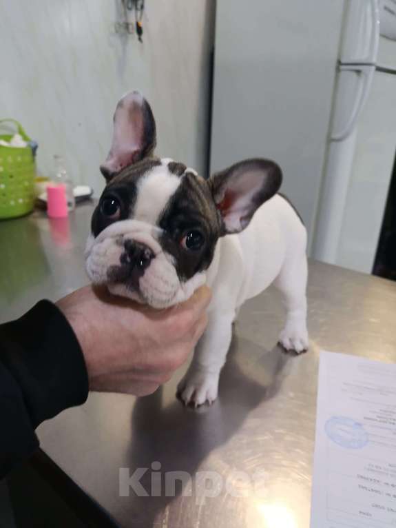 Собаки в Владикавказе: Продаются щенки Французского бульдога от родителей Интерчемпионов!!! Девочка, 90 000 руб. - фото 8