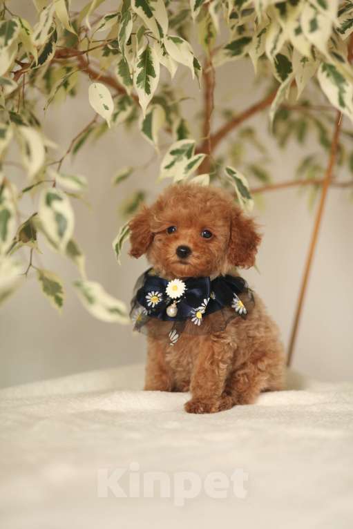 Собаки в Калининграде: Мальтипу мини Мальчик, 85 000 руб. - фото 7