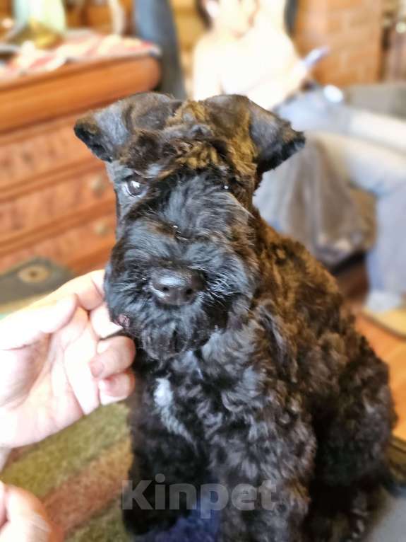 Собаки в Москве: Интересное предложение Мальчик, 60 000 руб. - фото 2