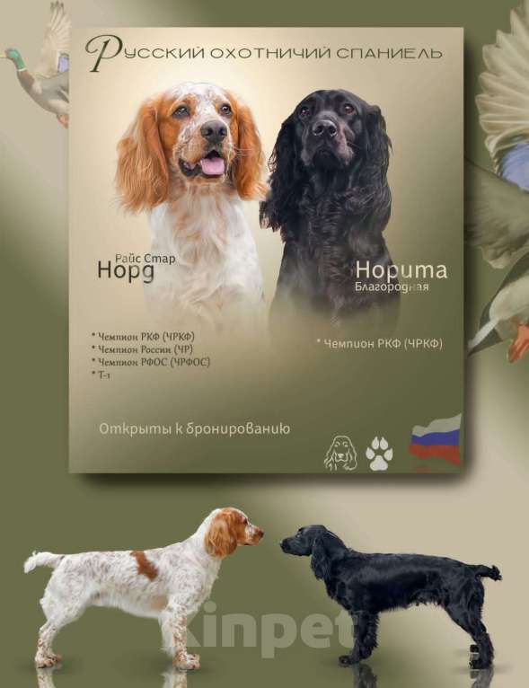 Собаки в Владивостоке: Щенки русского охотничьего спаниеля Девочка, 50 000 руб. - фото 10