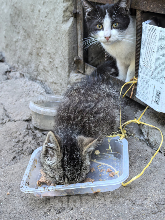 Кошки в Санкт-Петербурге: Котята нуждаются в помощи Разнополые, Бесплатно - фото 3