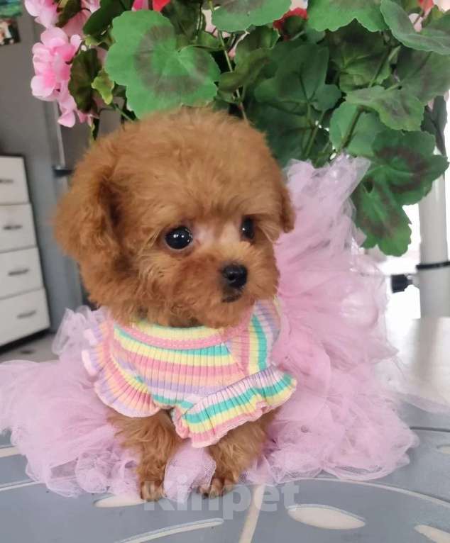 Собаки в Барнауле: Мальтипу СУПЕР МИКРО Китай Девочка, 250 000 руб. - фото 3