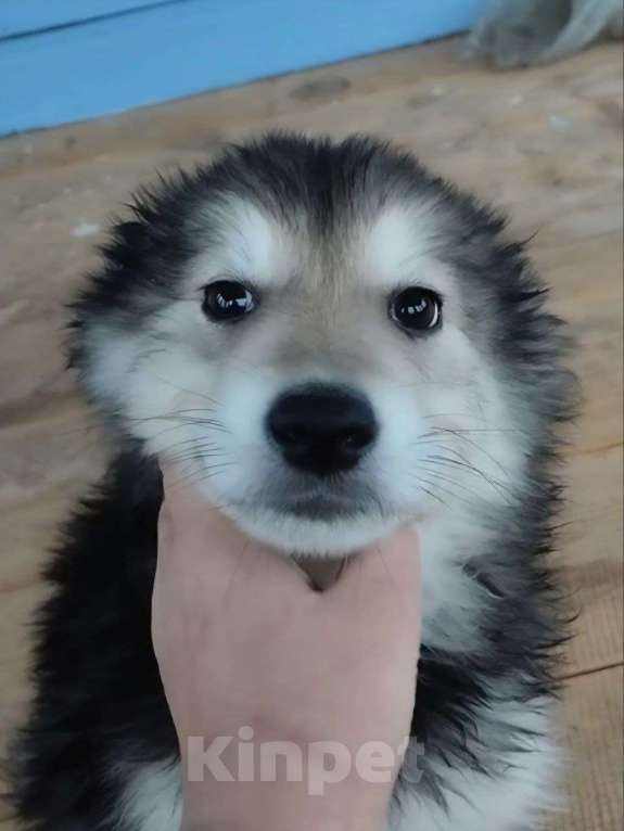 Собаки в Лосином-Петровском: малыш из ппбж якутска Мальчик, Бесплатно - фото 8