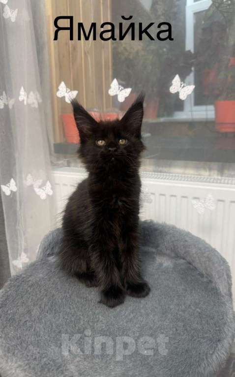 Кошки в Череповце: Чистопородный Мейн Кун Девочка, 30 000 руб. - фото 3