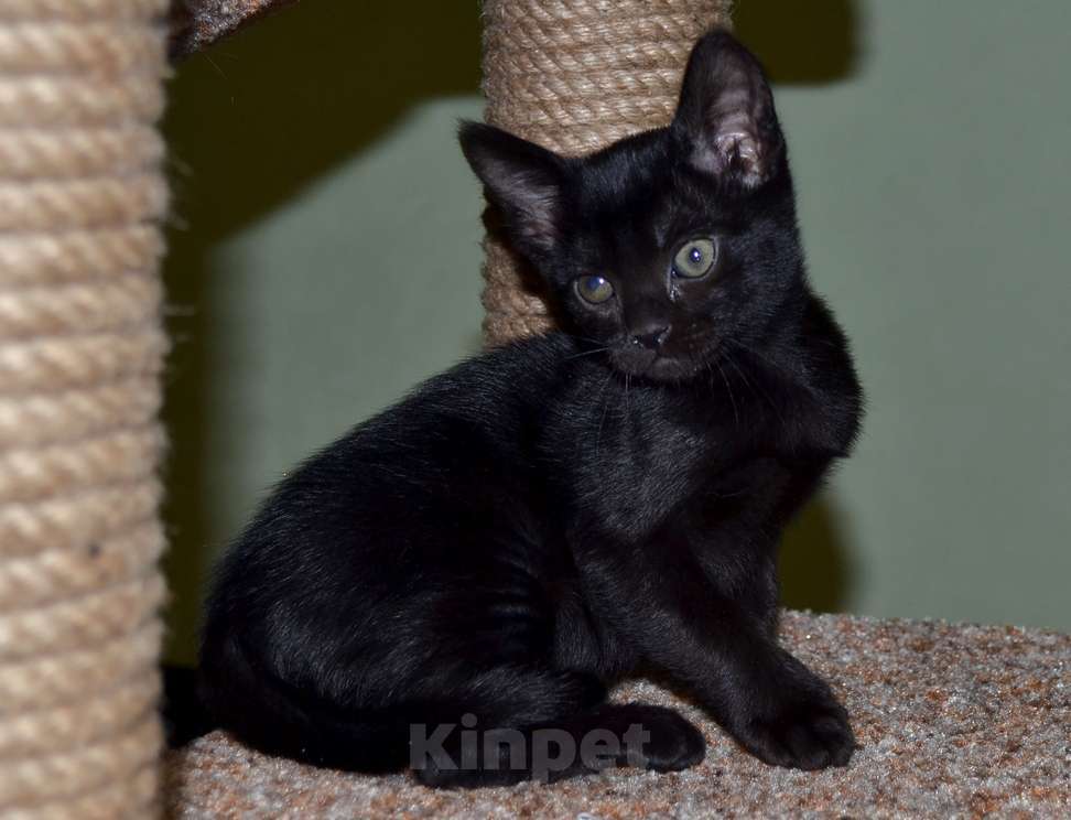 Кошки в Санкт-Петербурге: Котята породы бомбей Мальчик, Бесплатно - фото 1