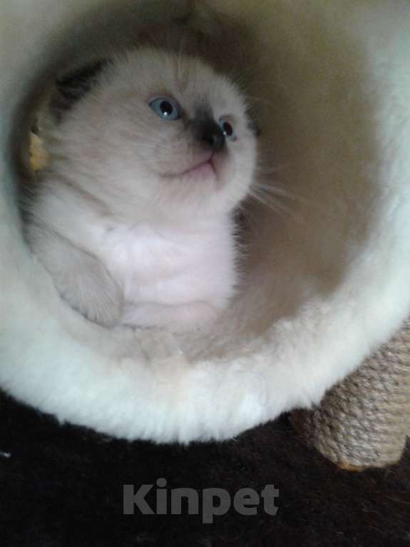 Кошки в Москве: Шотландские вислоухие котята Мальчик, 12 000 руб. - фото 9