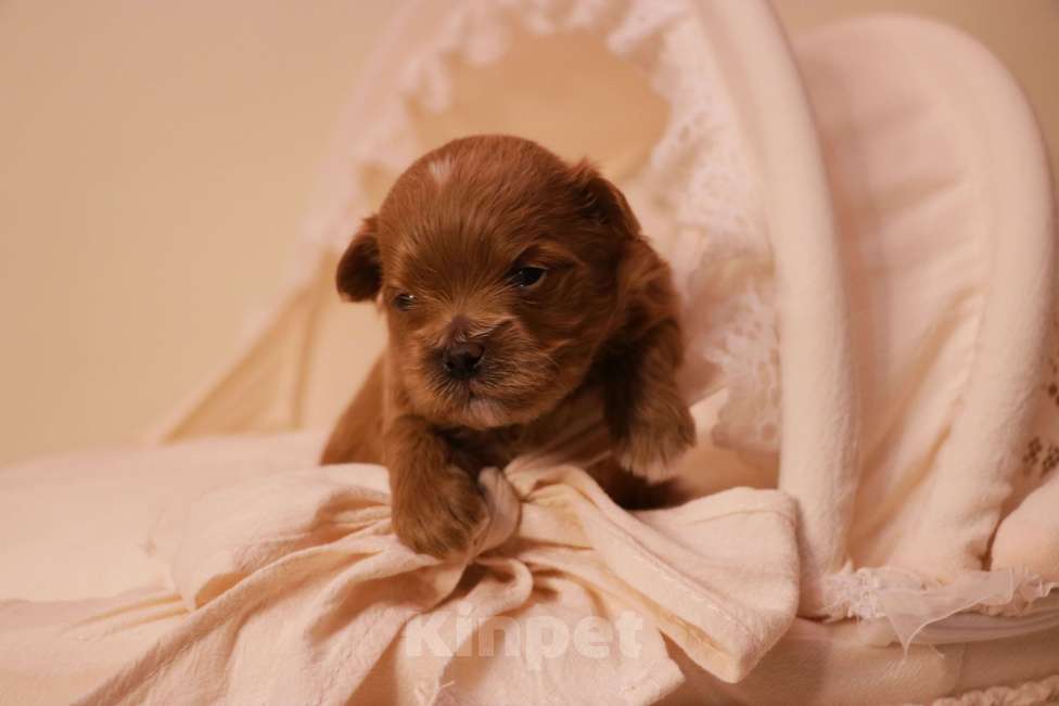 Собаки в Москве: Мальтипу Ред-Браун мальчик Мальчик, 120 000 руб. - фото 4