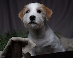 Собаки в Туле: Джек Рассел девочка с документами РКФ Девочка, 80 000 руб. - фото 4