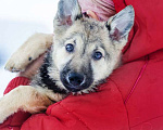 Собаки в Москве: Великолепный щенок Хлоя в добрые руки Девочка, 1 руб. - фото 1