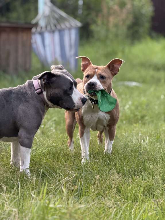Собаки в Москве: Мудрая и нежная Дельта в поисках ДОМА. Девочка, Бесплатно - фото 4