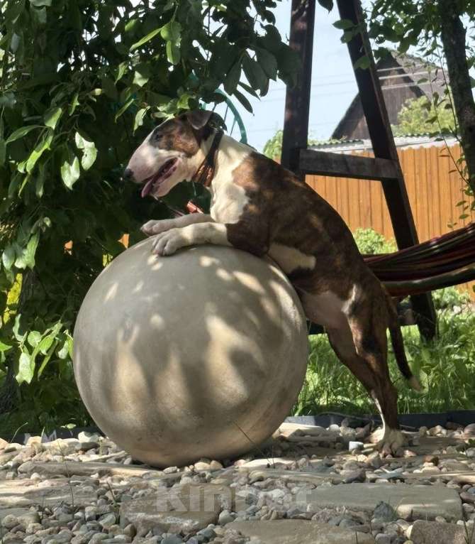 Собаки в Пушкино: крупная девочка стандартного бультерьера (Кися) Девочка, 70 000 руб. - фото 3