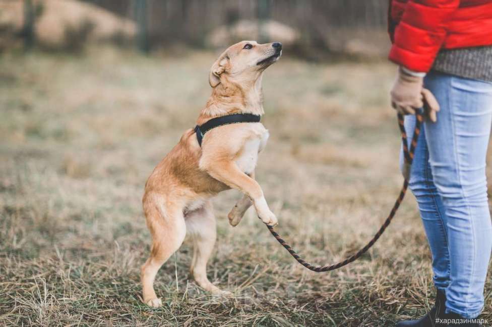Собаки в Москве: Лисса, красивая собака Девочка, Бесплатно - фото 3
